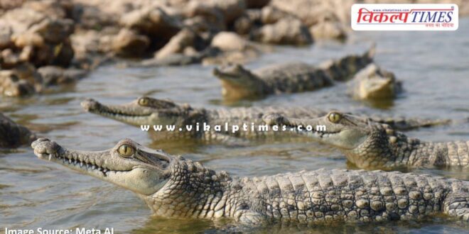 30 baby gharials will be released in the Chambal river today in sawai madhopur