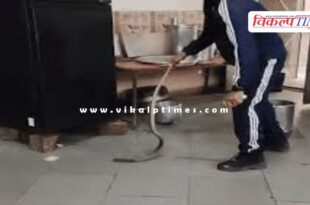 A black cobra enters the RTU hostel canteen in kota
