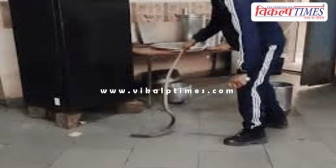 A black cobra enters the RTU hostel canteen in kota