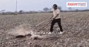 A crocodile suddenly appeared in front of the farmers in kota