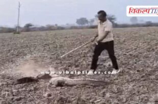 A crocodile suddenly appeared in front of the farmers in kota