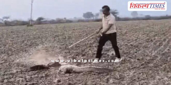A crocodile suddenly appeared in front of the farmers in kota