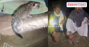 A panther cub was found in a field in Niwai, Tonk.