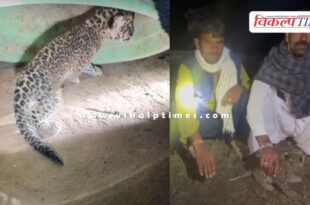 A panther cub was found in a field in Niwai, Tonk.