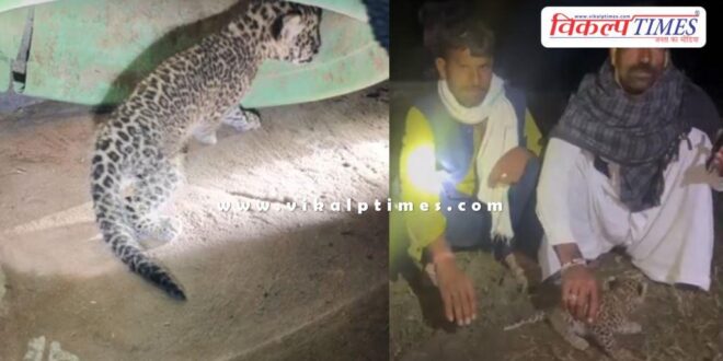 A panther cub was found in a field in Niwai, Tonk.