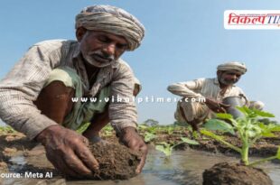Farmers affected by Kharif crop damage will get relief in rajasthan