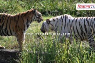 Lion Safari in Nahargarh Biological Park has become the first choice of tourists.