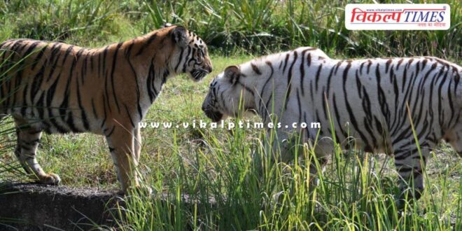Lion Safari in Nahargarh Biological Park has become the first choice of tourists.