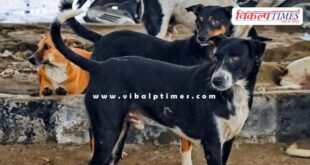 Supreme Court's big decision on stray dogs and cattle