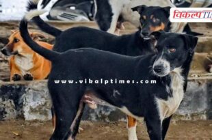 Supreme Court's big decision on stray dogs and cattle