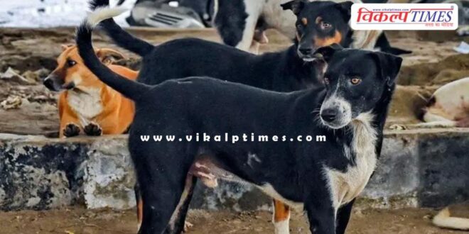 Supreme Court's big decision on stray dogs and cattle