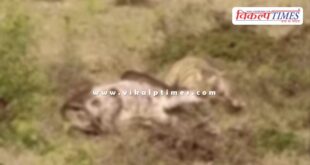 Tiger Bull Ranthambore national Park Sawai Madhopur News 20 Nov 25