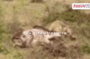 Tiger Bull Ranthambore national Park Sawai Madhopur News 20 Nov 25