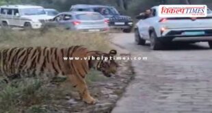 Tiger spotted on the Jogi Mahal route from Ganesh Dham in sawai madhopur