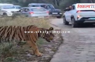 Tiger spotted on the Jogi Mahal route from Ganesh Dham in sawai madhopur
