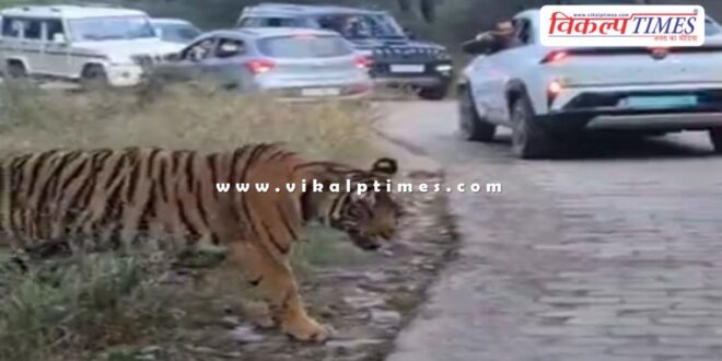 Tiger spotted on the Jogi Mahal route from Ganesh Dham in sawai madhopur