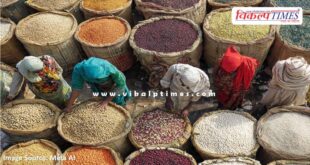 Urad procurement begins at support price in sawai madhopur