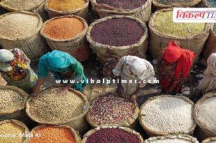 Urad procurement begins at support price in sawai madhopur