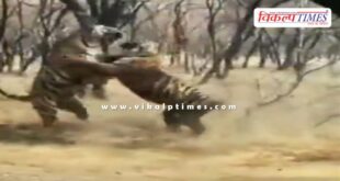 A territorial fight broke out between tigress Riddhi and her daughter in ranthambore