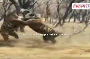 A territorial fight broke out between tigress Riddhi and her daughter in ranthambore