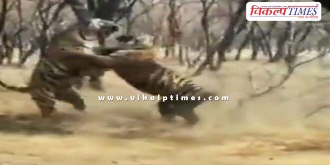 A territorial fight broke out between tigress Riddhi and her daughter in ranthambore