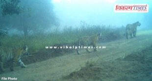 Another cub of Ranthambore tigress T-2307 spotted in Ranthambore national park