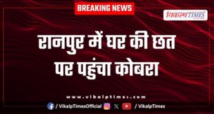 Cobra reaches the roof of the house in Ranpur kota