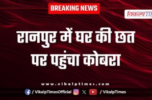 Cobra reaches the roof of the house in Ranpur kota