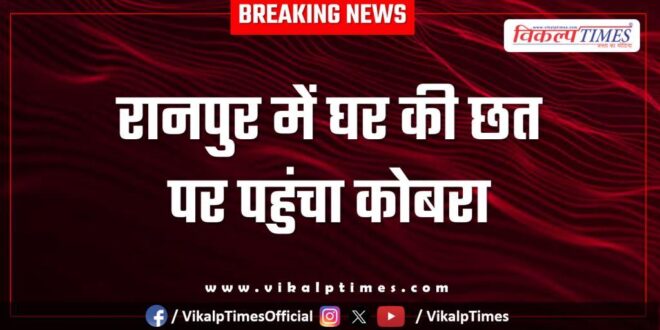 Cobra reaches the roof of the house in Ranpur kota