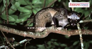 Continuous movement of Asian Palm Civet in Bonli sawai madhopur