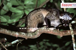Continuous movement of Asian Palm Civet in Bonli sawai madhopur