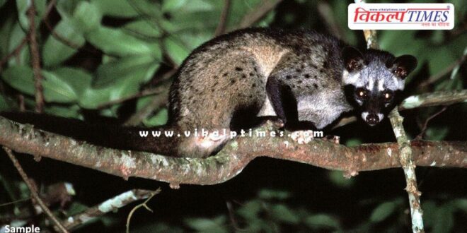 Continuous movement of Asian Palm Civet in Bonli sawai madhopur