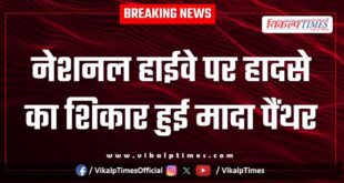 Female panther accident on kota chittorgarh national highway