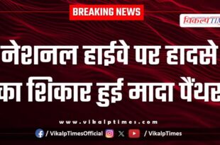 Female panther accident on kota chittorgarh national highway