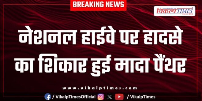 Female panther accident on kota chittorgarh national highway