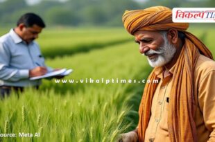 Get insurance for Rabi crops under the Prime Minister's Crop Insurance Scheme by December 31.