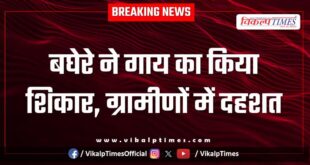 Leopard Cow amber village jaipur news 03 Dec 2025