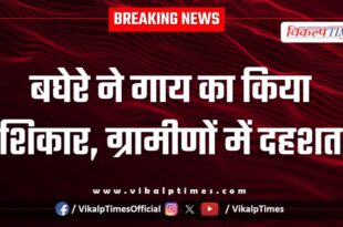 Leopard Cow amber village jaipur news 03 Dec 2025