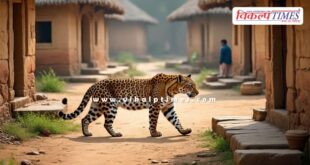 Leopard movement again in the old city of Sawai Madhopur