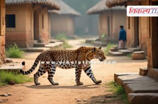 Leopard movement again in the old city of Sawai Madhopur
