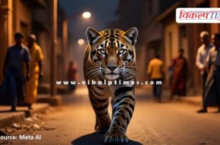 Panther movement in Gupteshwar hill area creates panic among people in bonli sawai madhopur