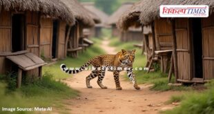 Panther movement once again in Bonli Area of Sawai Madhopur