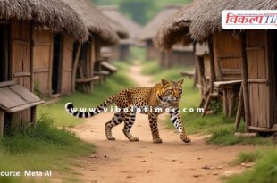 Panther movement once again in Bonli Area of Sawai Madhopur