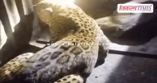 Panther ranthambore national park sawai madhopur news 15 Dec 25