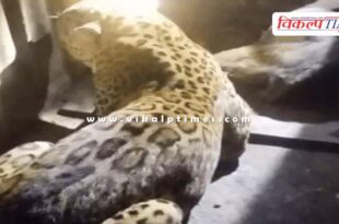 Panther ranthambore national park sawai madhopur news 15 Dec 25