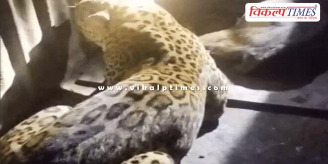 Panther ranthambore national park sawai madhopur news 15 Dec 25