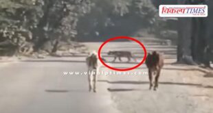 Tiger on road in Dara Kota