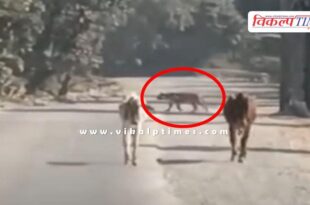 Tiger on road in Dara Kota