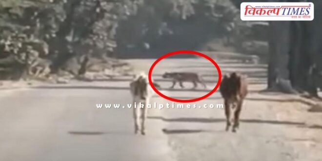 Tiger on road in Dara Kota