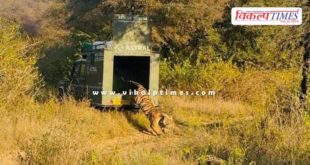 Tigress MT-8 Kankati was rescued after two days in Mukundara dara range